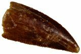 Serrated Raptor Premaxillary Tooth - Real Dinosaur Tooth #300876-1